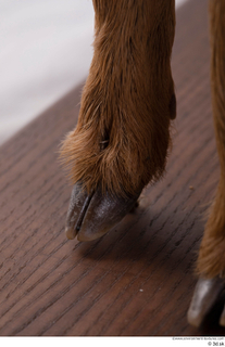 Deer doe foot hoof 0014.jpg